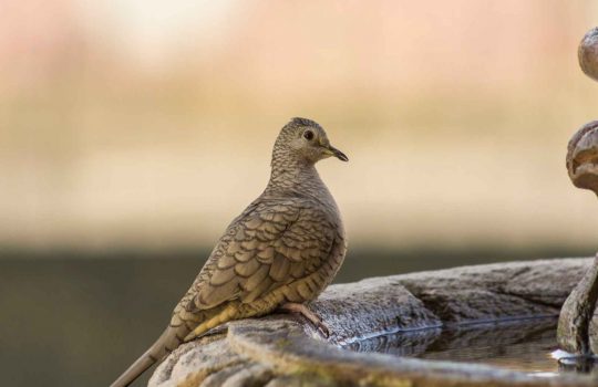 הרחקת יונים רובה אוויר2