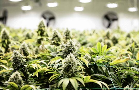 מהו קנאביס ומהן תופעות הלוואי? ‏2