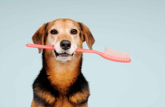 Brushing your teeth2